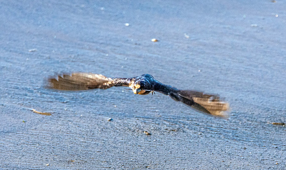 Barn swallow, flying