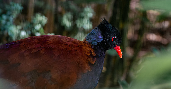 Green naped pheasant pigeon