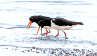 Eurasian / Common Oystercatcher