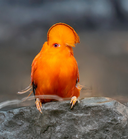 Guianan cock-of-the-rock, male