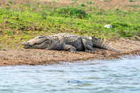 Mugger crocodile