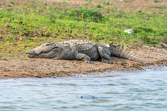 Mugger crocodile