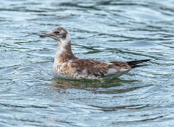 Black headed gull, juvenile