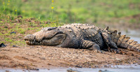 Mugger crocodile