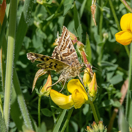 Mother Shipton moth