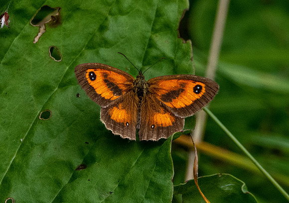 Gatekeeper