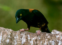 Chestnut and black weaver, male