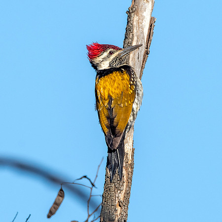 Black rumped flameback woodpecker