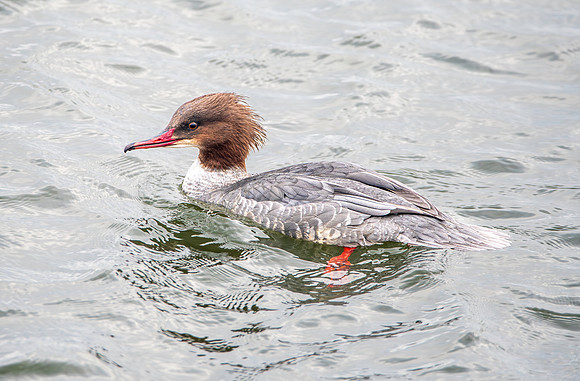 Goosander female