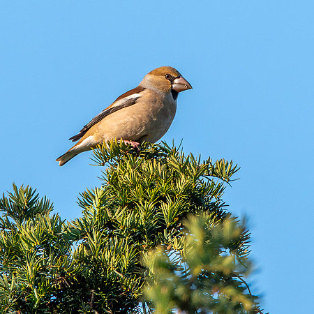 Hawfinch, female
