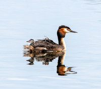 Great crested grebe