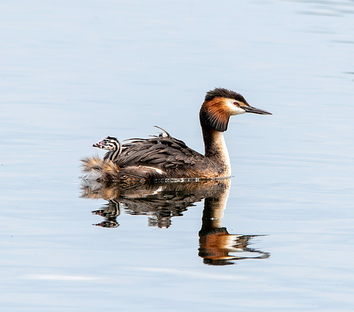 Great crested grebe