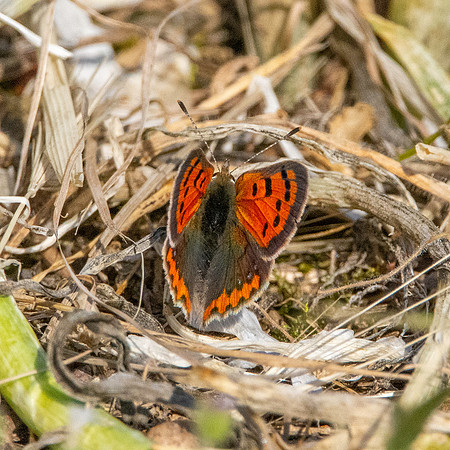 Small copper butterfly