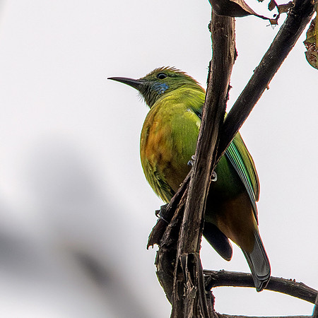 Orange bellied leafbird