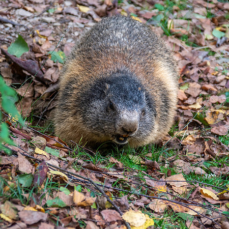 Alpine Marmot