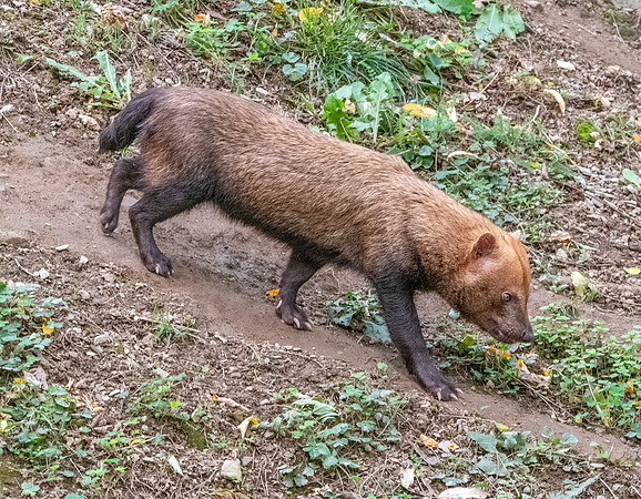 Bush dog