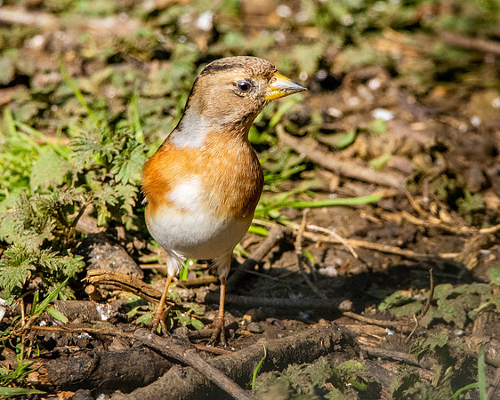 Brambling, female