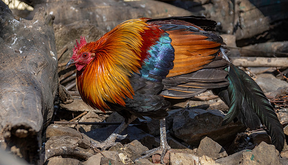 Red junglefowl