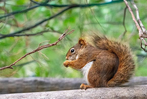 American red squirrel