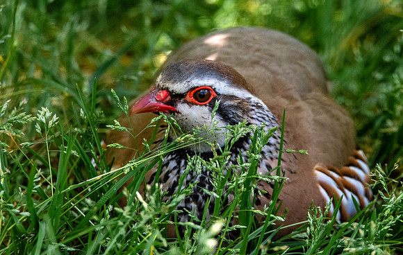Red legged partridge