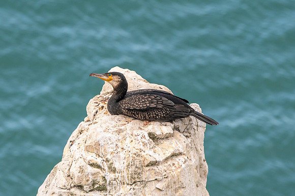 Great cormorant