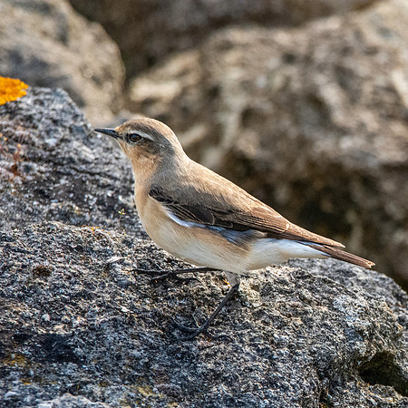 Northern Wheatear