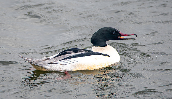 Goosander male