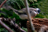 Light vented bulbul