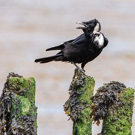 Carrion crow