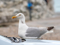 Herring gull