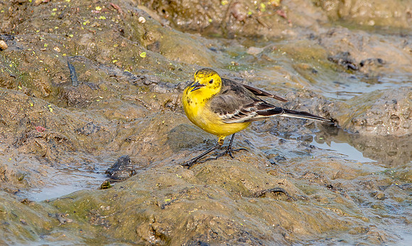 Citrine wagtail
