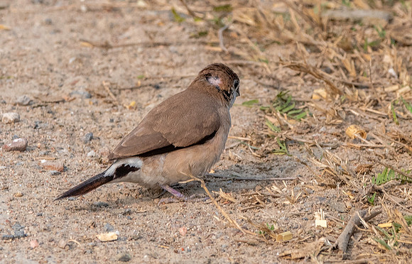 Indian silverbill