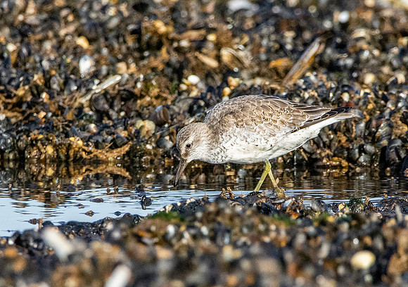 Grey plover