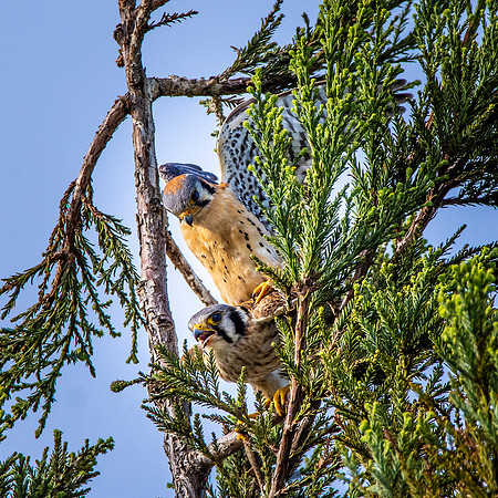 American kestrel