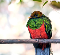 Golden headed quetzal, male
