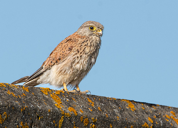 Common Eurasian kestrel
