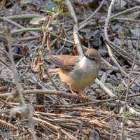 Dusky warbler