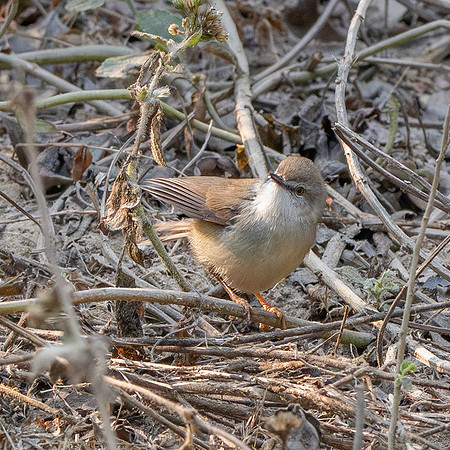 Dusky warbler