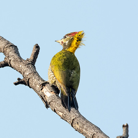 Lesser yellownape woodpecker
