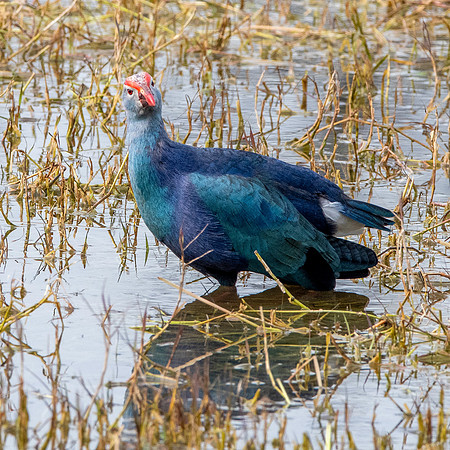 Grey headed swamphen