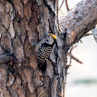 Female Brown fronted woodpecker