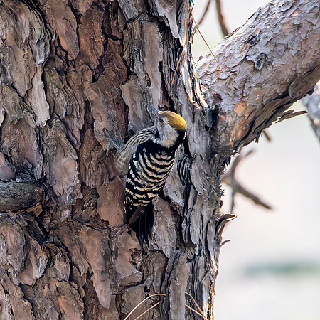Female Brown fronted woodpecker