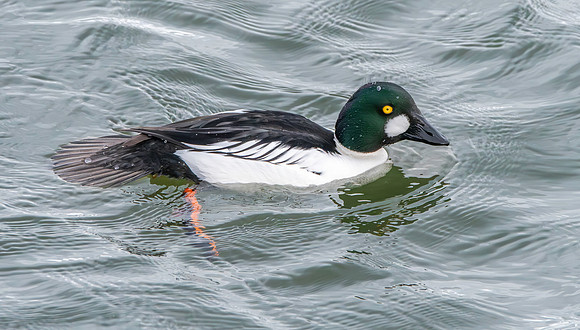 Goldeneye, male