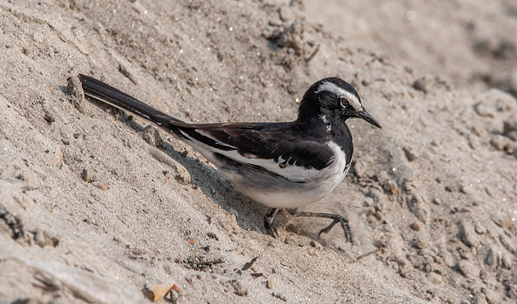 White browed wagtail