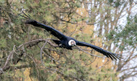Andean condor