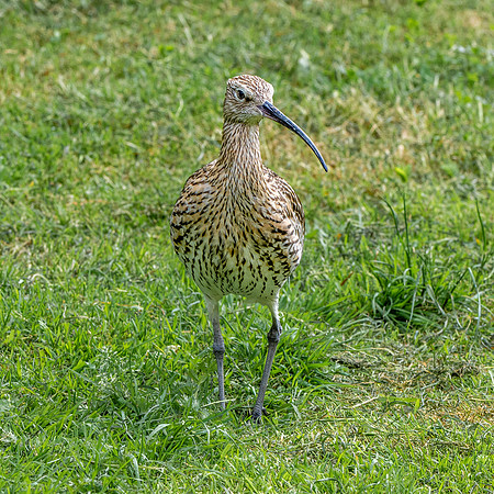 Curlew