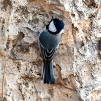 Cinereous tit