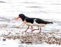 Eurasian / Common Oystercatcher