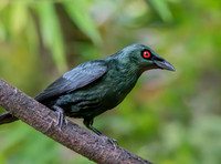 Asian glossy starling
