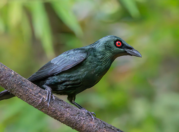 Asian glossy starling